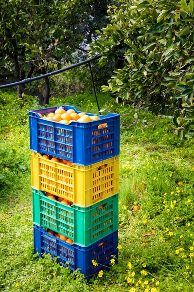 Tiempo de cosecha naranja — Foto de Stock
