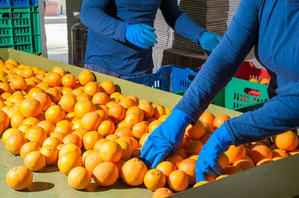 Die Verarbeitung von Orangenfrüchten — Stockfoto