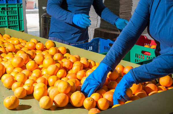 The working of orange fruits