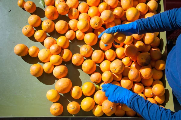 De werking van oranje vruchten — Stockfoto