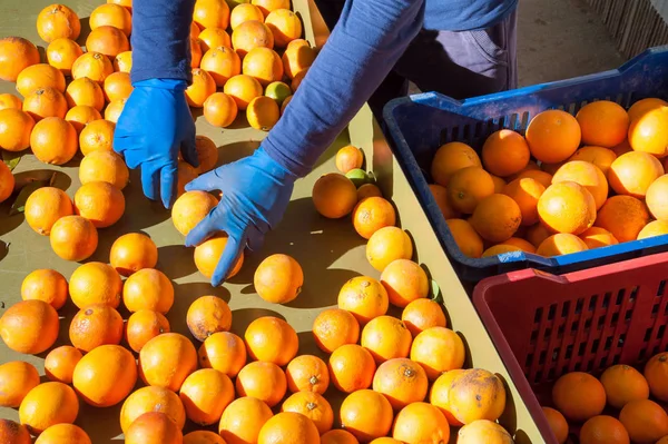 De werking van sinaasappelen — Stockfoto