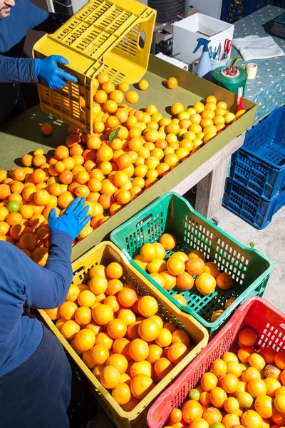 Bearbetning av apelsiner — Stockfoto
