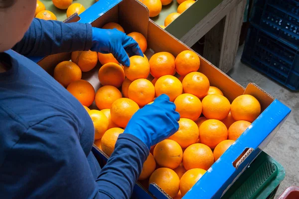 El funcionamiento de las naranjas —  Fotos de Stock