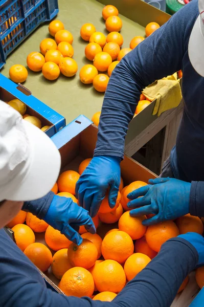 El funcionamiento de las naranjas —  Fotos de Stock