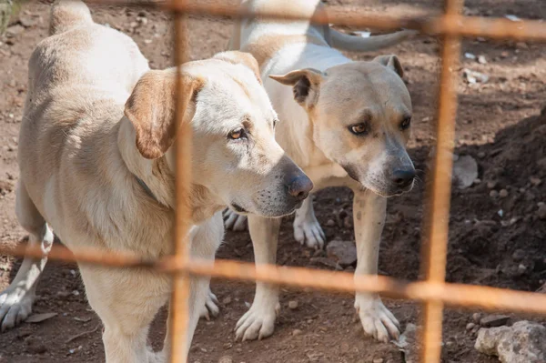 Dentro de um refúgio de cão — Fotografia de Stock