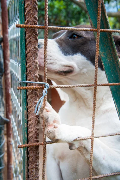 Inside a dog refuge — Stock Photo, Image