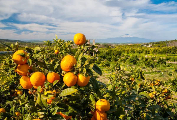 Typical mediterranean fruits — Stock Photo, Image