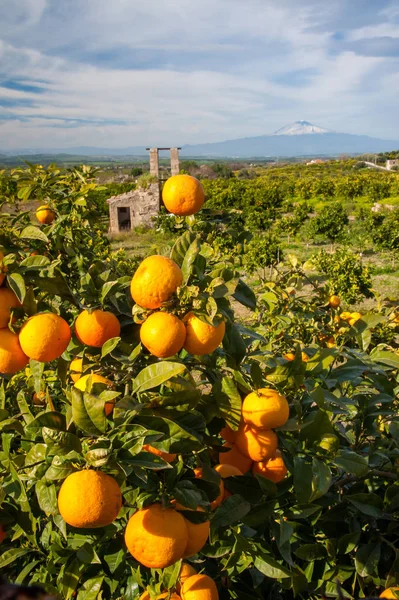 Typical mediterranean fruits — Stock Photo, Image