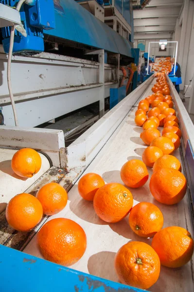 The working of orange fruits — Stock Photo, Image