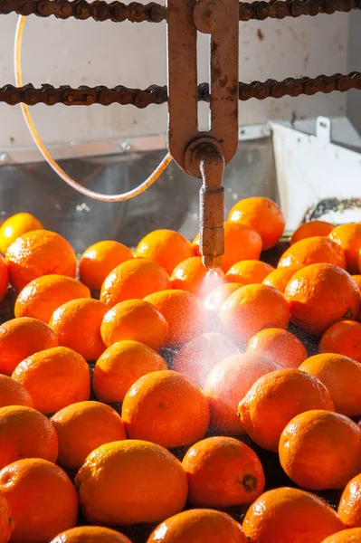 El trabajo de los cítricos —  Fotos de Stock