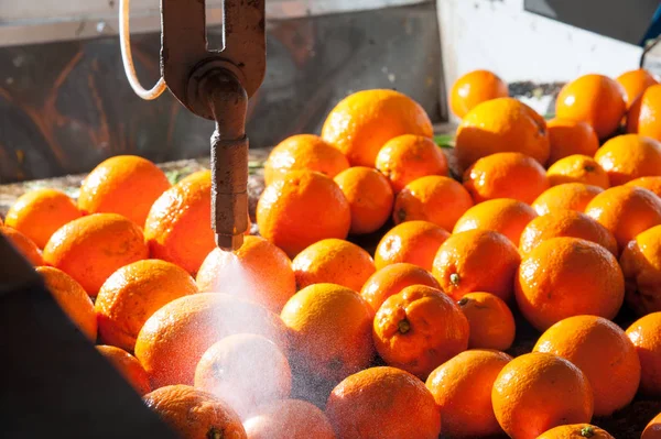 Die Verarbeitung von Zitrusfrüchten — Stockfoto