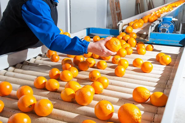 El funcionamiento de las naranjas —  Fotos de Stock