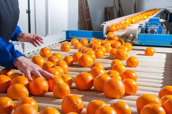 Bearbetning av apelsiner — Stockfoto