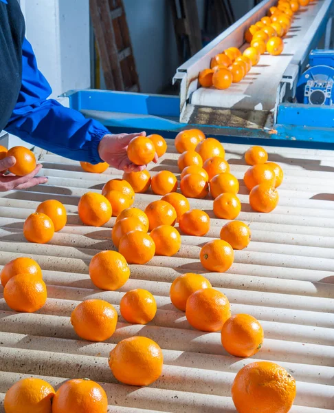 El funcionamiento de las naranjas —  Fotos de Stock