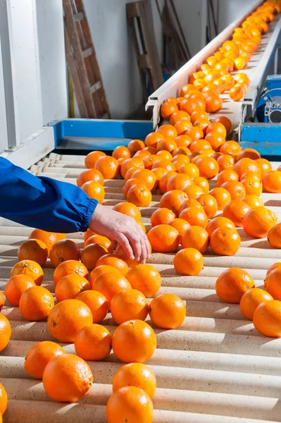 Работа апельсинов — стоковое фото