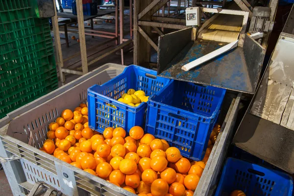El funcionamiento de las naranjas —  Fotos de Stock