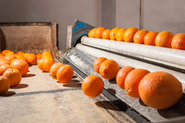 Bearbetning av orange frukter — Stockfoto