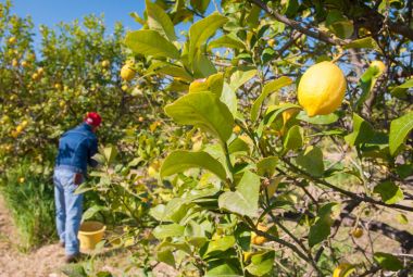 Limon hasat zamanı