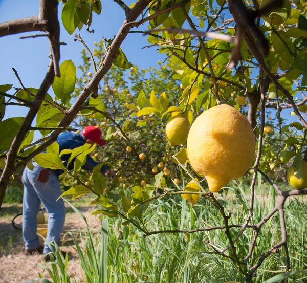 Limon hasat zamanı — Stok fotoğraf