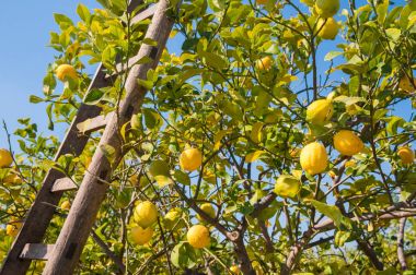 Limon hasat zamanı
