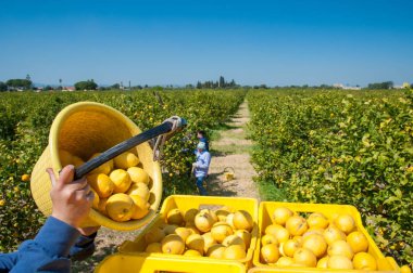 Limon hasat zamanı
