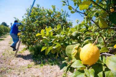 Limon hasat zamanı