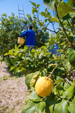 Limon hasat zamanı