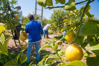 Limon hasat zamanı