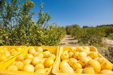 Limon hasat zamanı