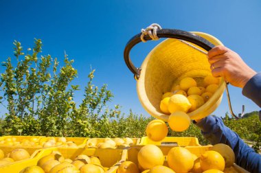 Limon hasat zamanı