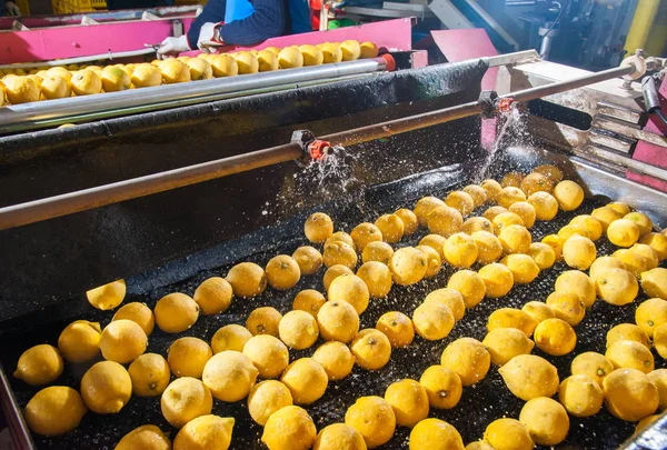 El trabajo de los cítricos —  Fotos de Stock