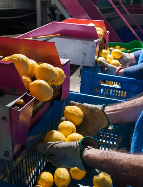 Bearbetning av citrusfrukter — Stockfoto