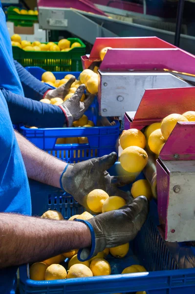 Bearbetning av citrusfrukter — Stockfoto