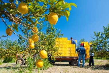 Limon hasat zamanı