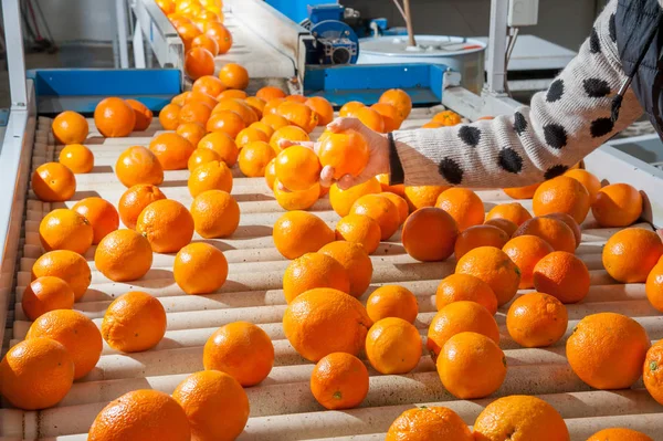 Bearbetning av citrusfrukter — Stockfoto