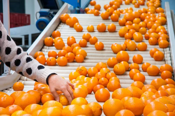 The working of citrus fruits — Stock Photo, Image