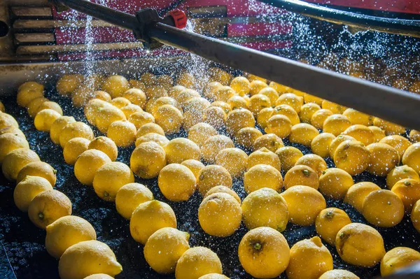 柑橘系の果物の働き — ストック写真
