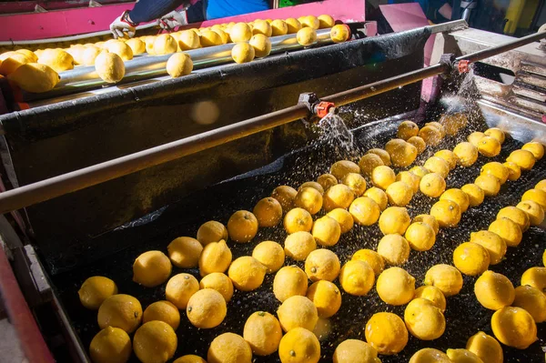 El trabajo de los cítricos —  Fotos de Stock