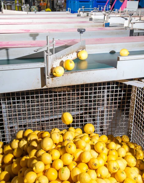 El trabajo de los cítricos —  Fotos de Stock