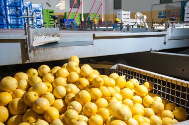 Narenciye çalışma