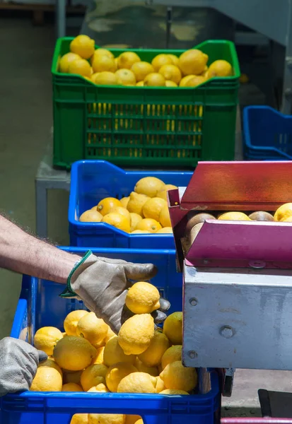 Pracovní citrusových plodů — Stock fotografie