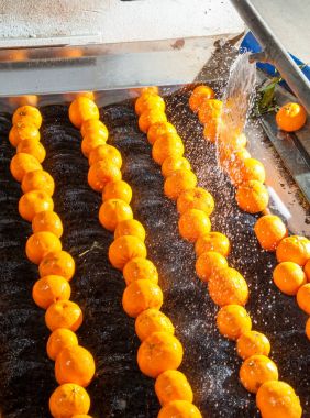 Narenciye çalışma