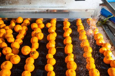 Narenciye çalışma