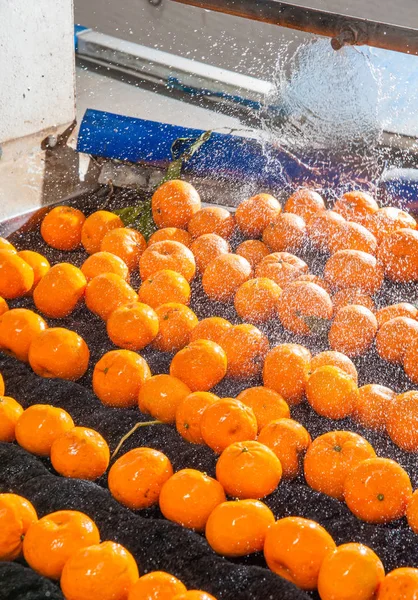 Die Verarbeitung von Zitrusfrüchten — Stockfoto