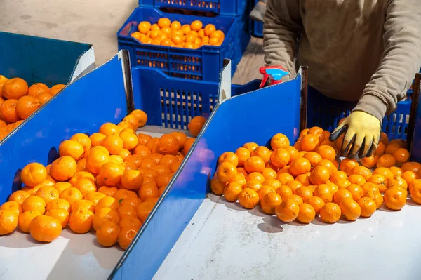O trabalho dos citrinos — Fotografia de Stock