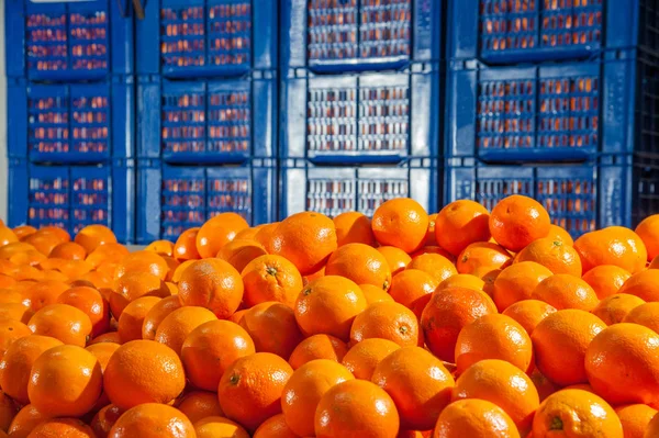 El trabajo de los cítricos —  Fotos de Stock