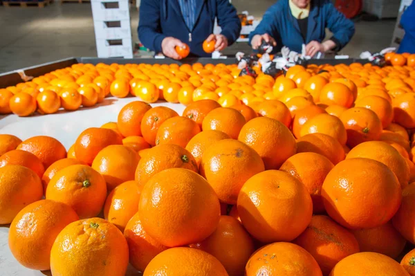 Bearbetning av citrusfrukter — Stockfoto