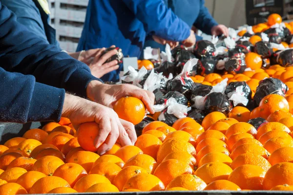Bearbetning av citrusfrukter — Stockfoto