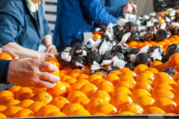 柑橘系の果物の働き — ストック写真
