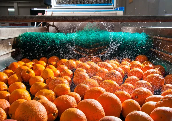 De werking van citrusvruchten — Stockfoto